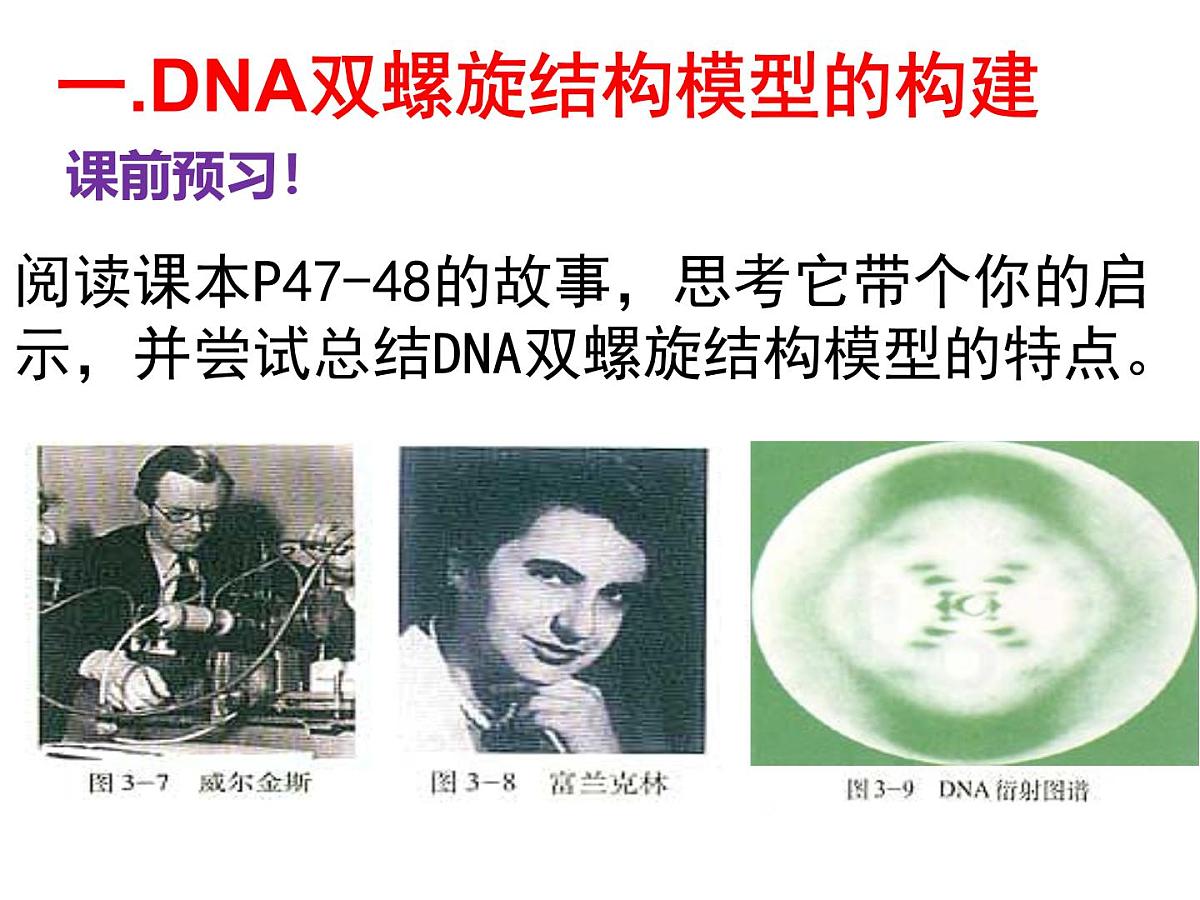 人教版 (新课标)高中生物 必修2 3-2《DNA分子的结构》课件第2页