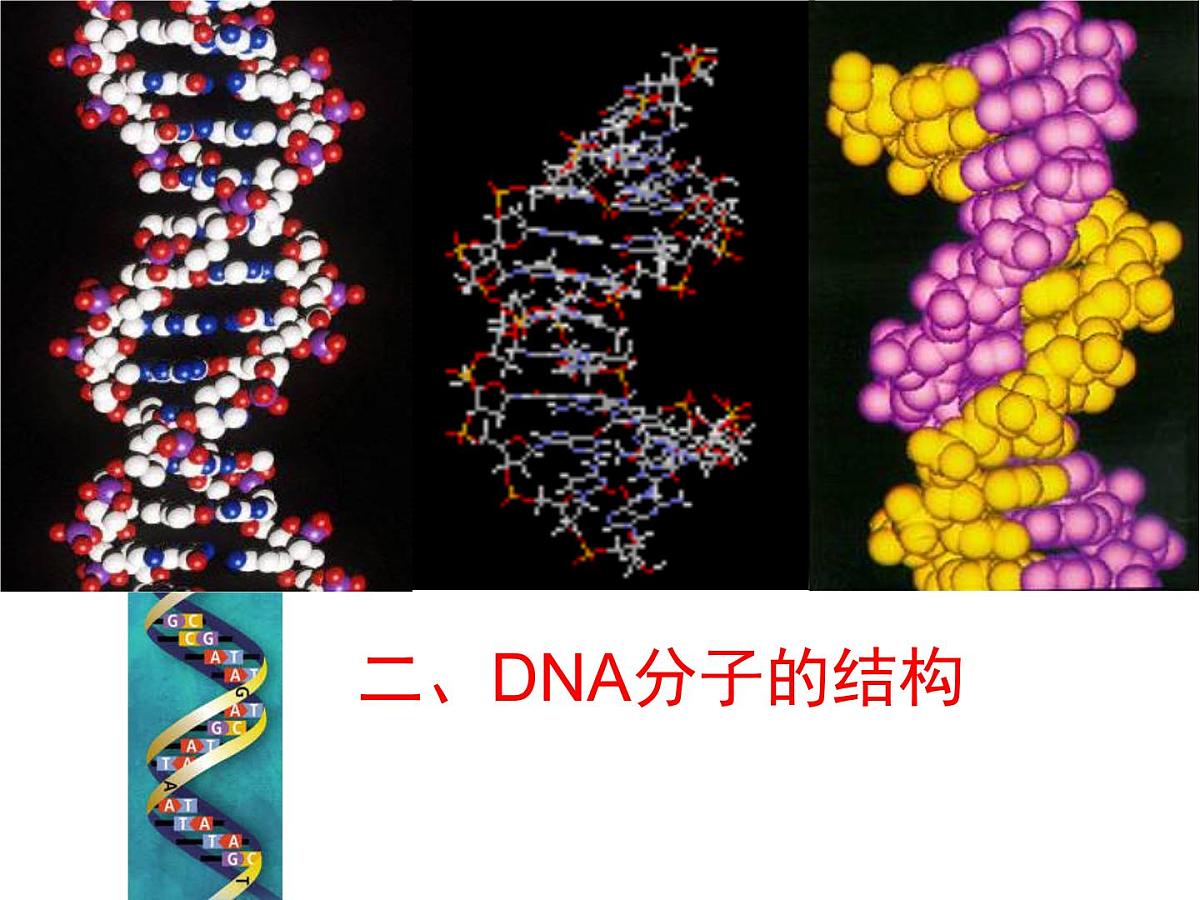 人教版 (新课标)高中生物 必修2 3-2《DNA分子的结构》课件第6页