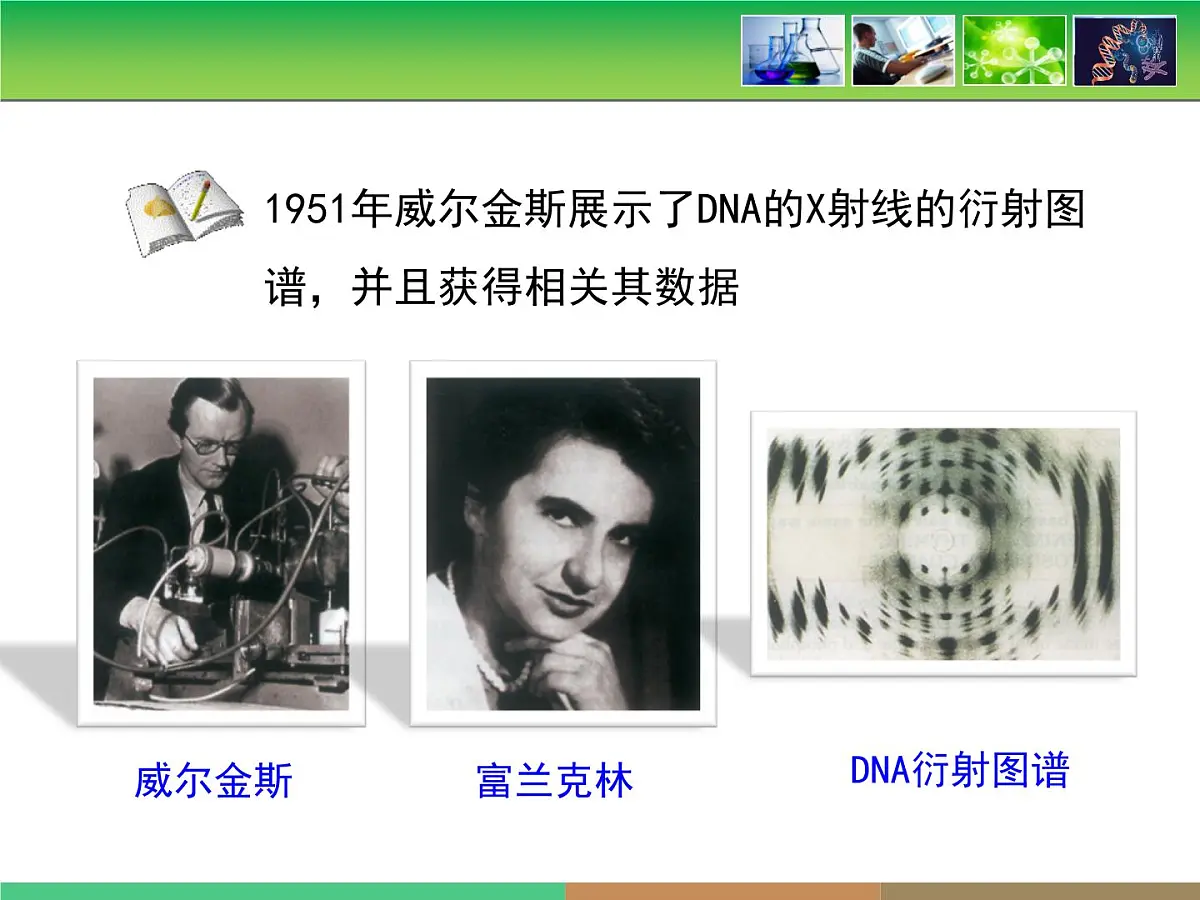 人教版 (新课标)高中生物 必修2 3-2《DNA分子的结构》课件第7页