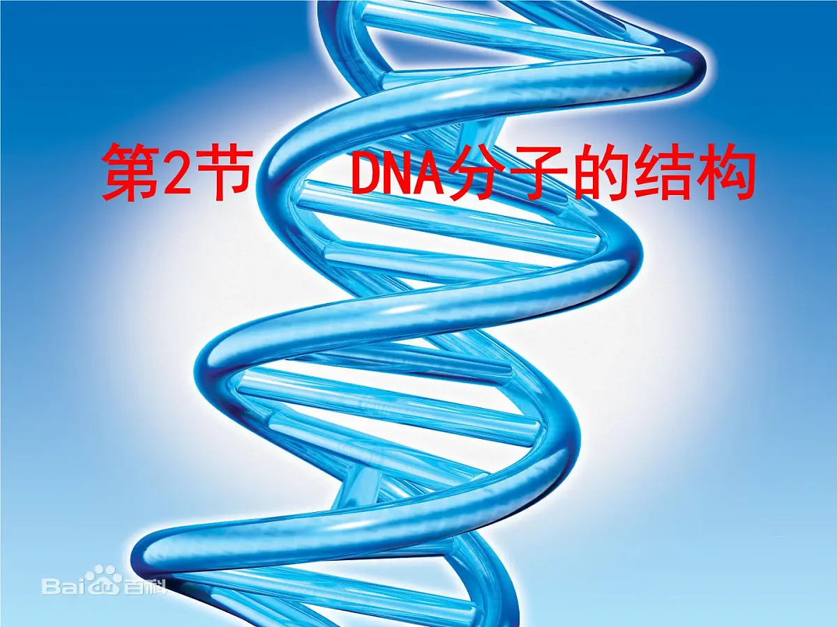 人教版 (新课标)高中生物 必修2 3-2《DNA分子的结构》课件第1页