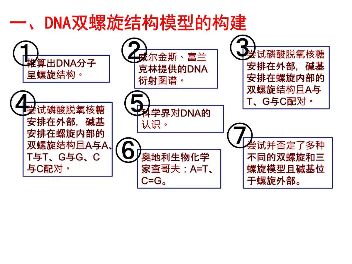 人教版 (新课标)高中生物 必修2 3-2《DNA分子的结构》课件第4页
