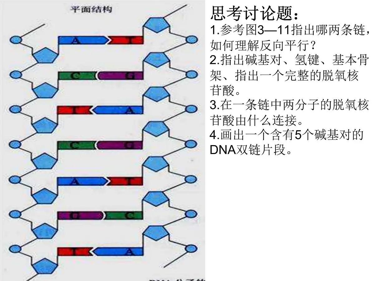 人教版 (新课标)高中生物 必修2 3-2《DNA分子的结构》课件第8页