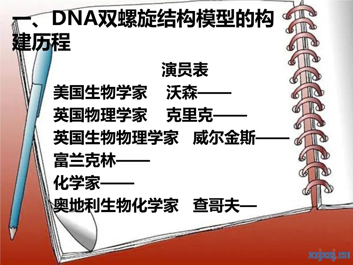 人教版 (新课标)高中生物 必修2 3-2《DNA分子的结构》课件第6页