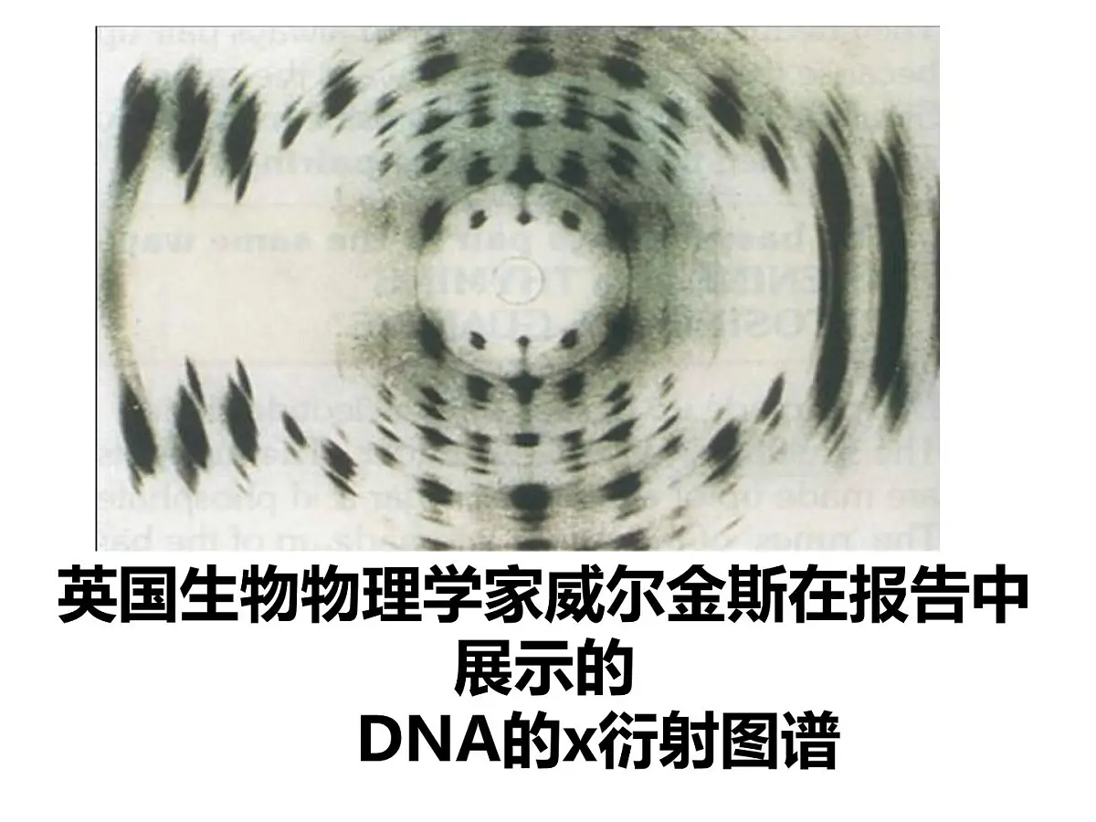 人教版 (新课标)高中生物 必修2 3-2《DNA分子的结构》课件第8页