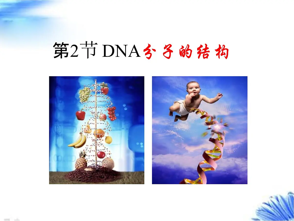 人教版 (新课标)高中生物 必修2 3-2《DNA分子的结构》课件第2页