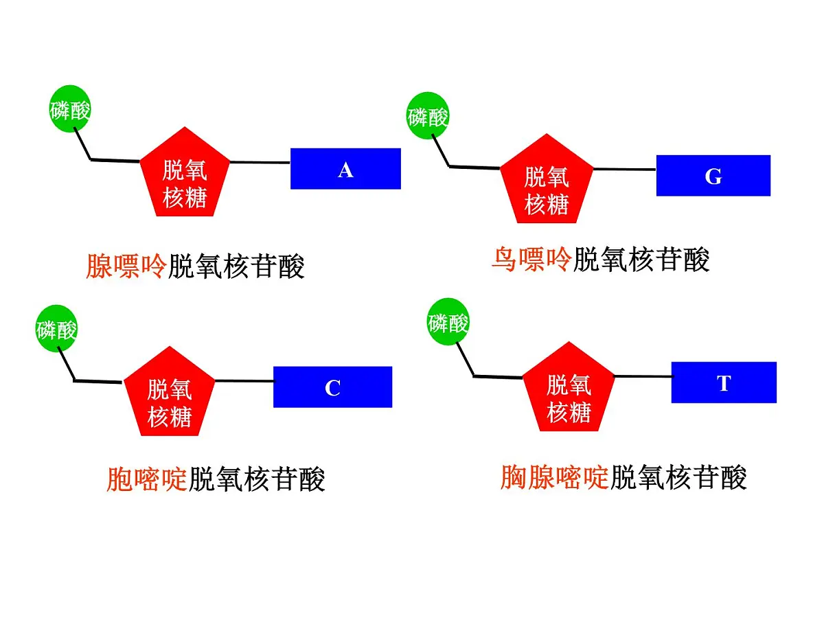 人教版 (新课标)高中生物 必修2 3-2《DNA分子的结构》课件第5页