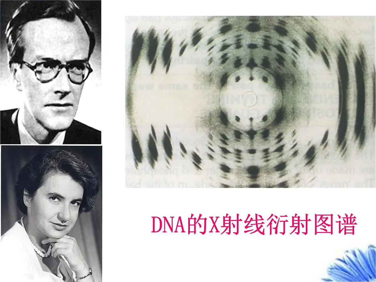 人教版 (新课标)高中生物 必修2 3-2《DNA分子的结构》课件第7页