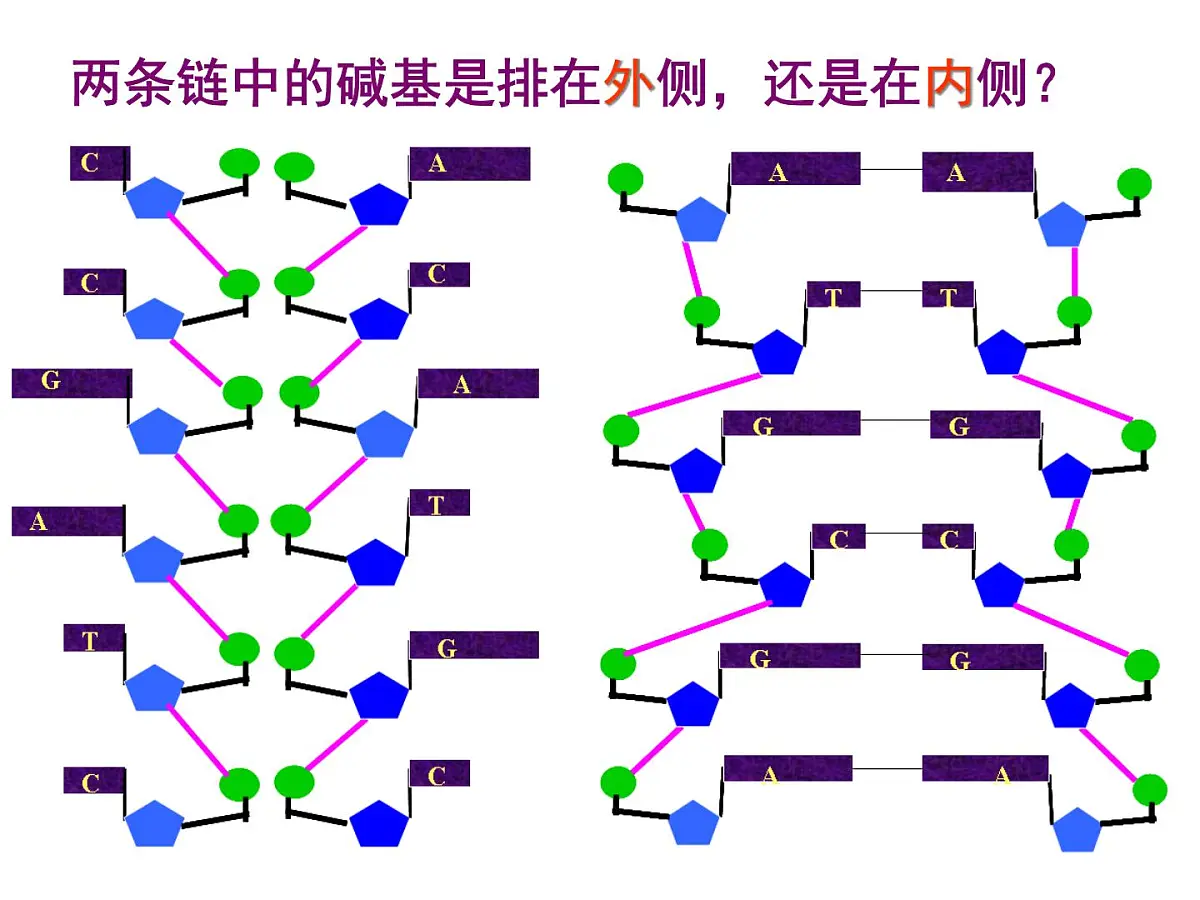 人教版 (新课标)高中生物 必修2 3-2《DNA分子的结构》课件第8页