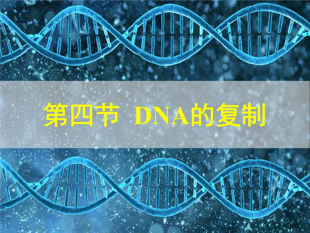 人教版 (新课标)高中生物 必修2 3-3《DNA的复制》课件第1页
