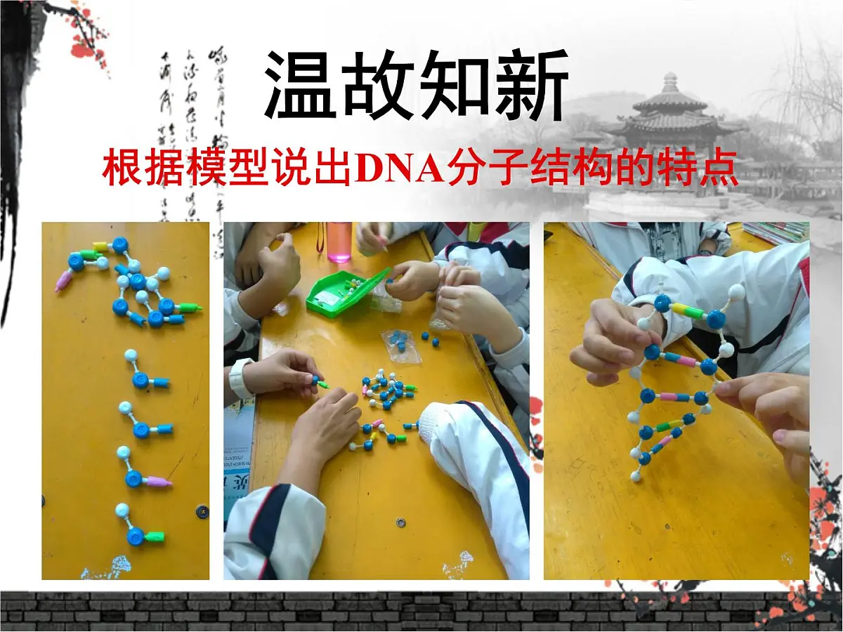 人教版 (新课标)高中生物 必修2 3-3《DNA的复制》课件第2页
