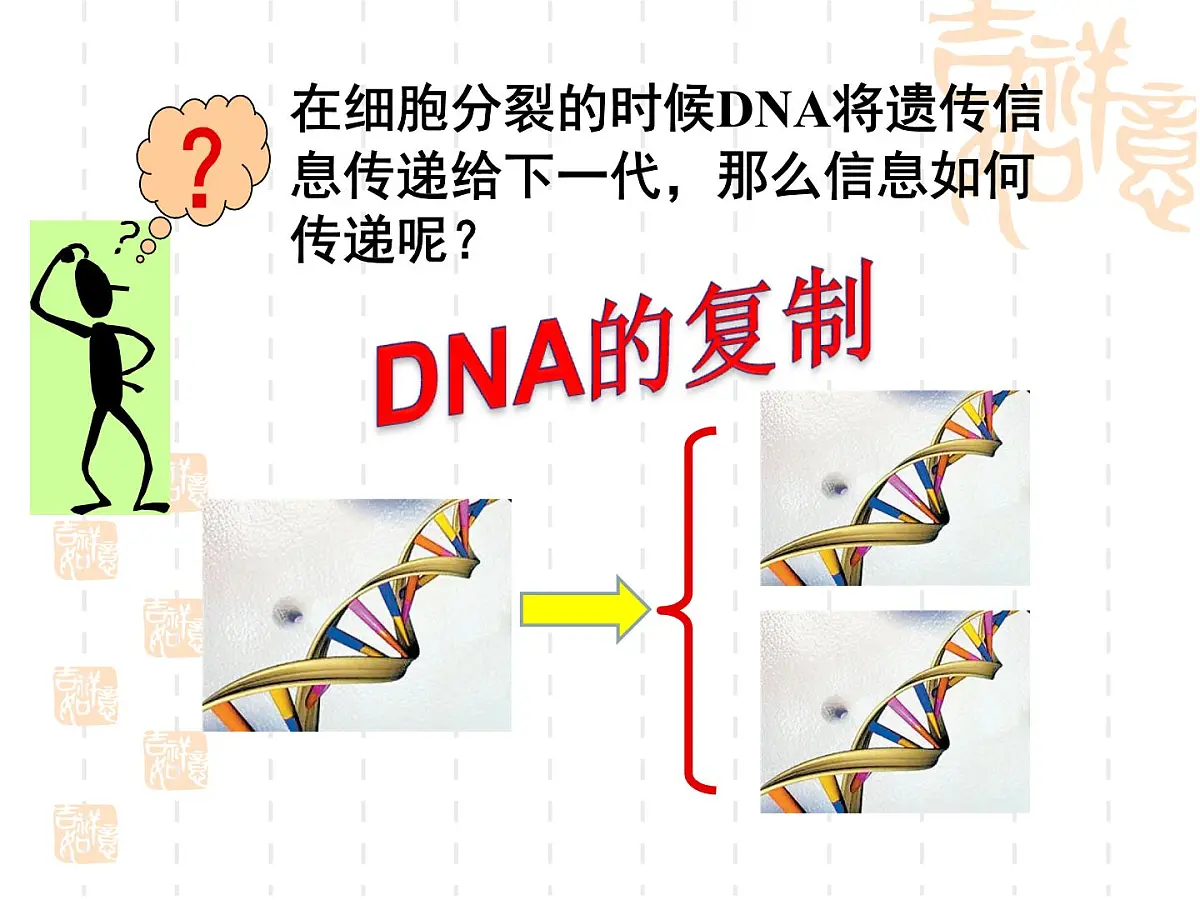 人教版 (新课标)高中生物 必修2 3-3《DNA的复制》课件第3页
