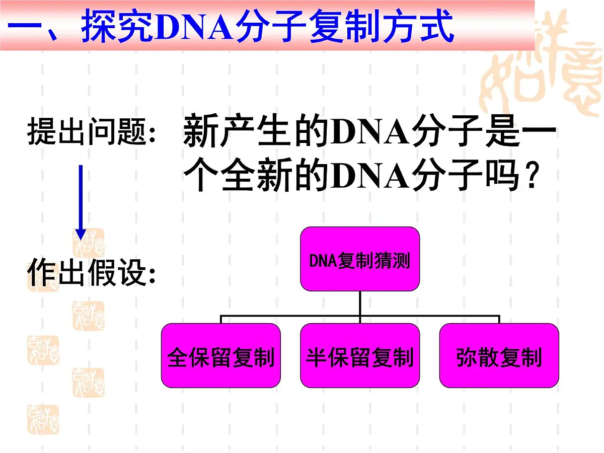 人教版 (新课标)高中生物 必修2 3-3《DNA的复制》课件第4页
