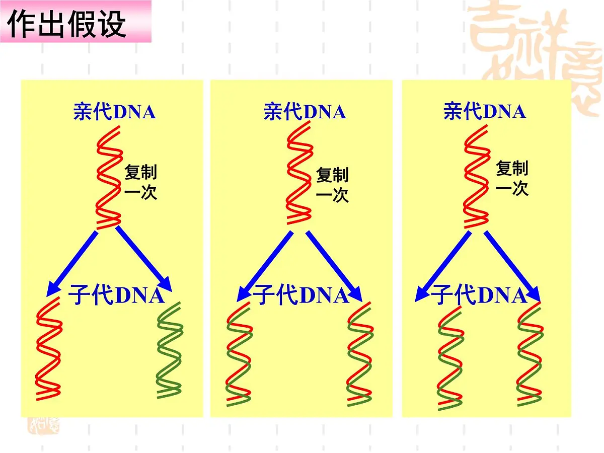 人教版 (新课标)高中生物 必修2 3-3《DNA的复制》课件第6页