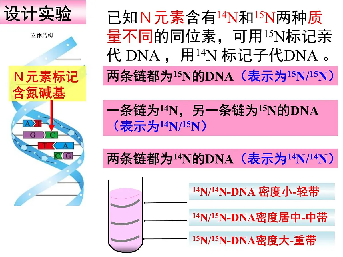 人教版 (新课标)高中生物 必修2 3-3《DNA的复制》课件第8页
