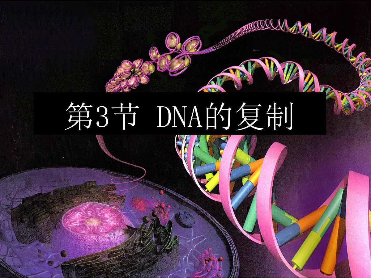 人教版 (新课标)高中生物 必修2 3-3《DNA的复制》课件第1页