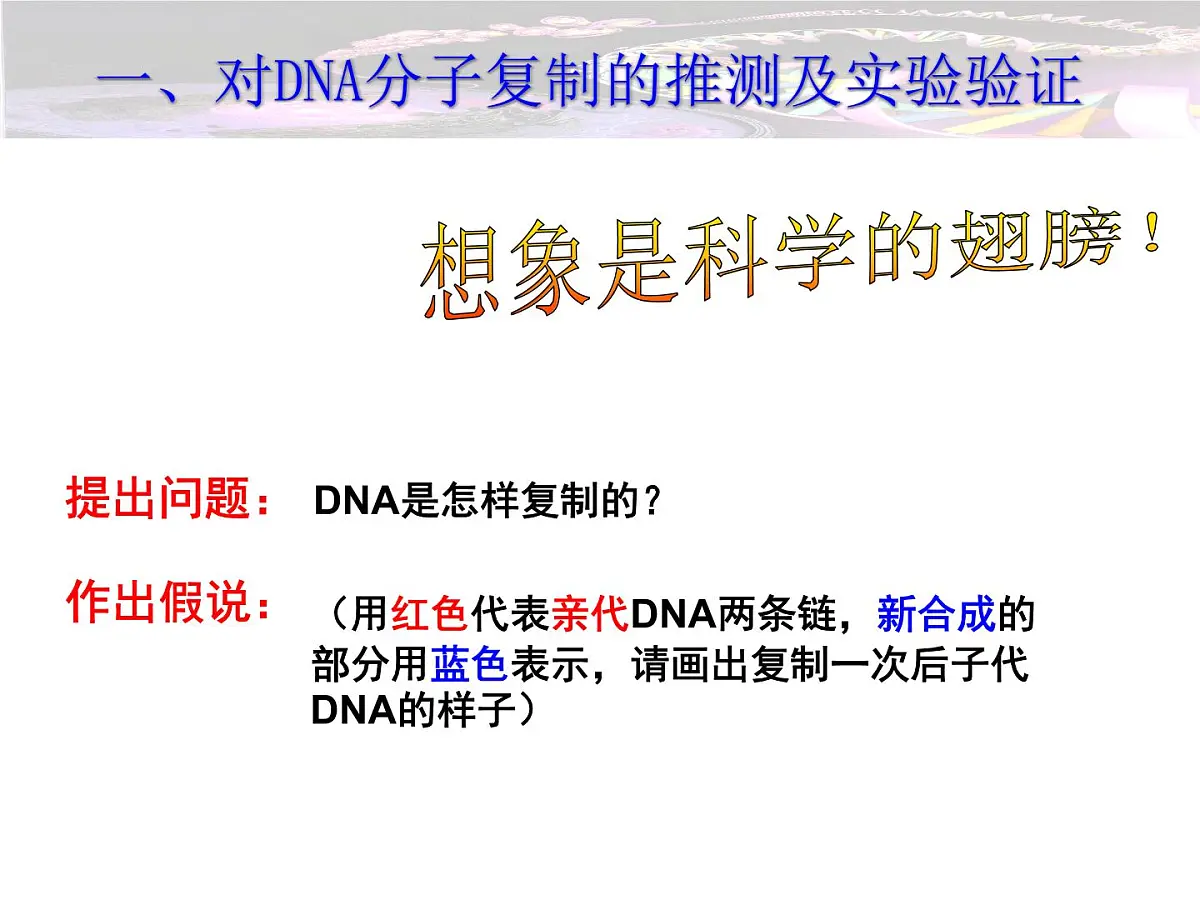人教版 (新课标)高中生物 必修2 3-3《DNA的复制》课件第4页