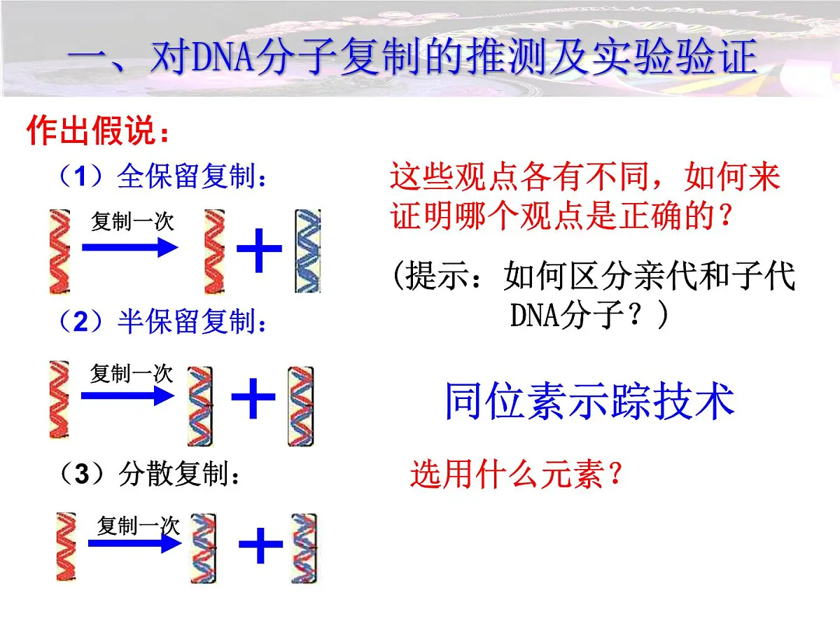 人教版 (新课标)高中生物 必修2 3-3《DNA的复制》课件第5页