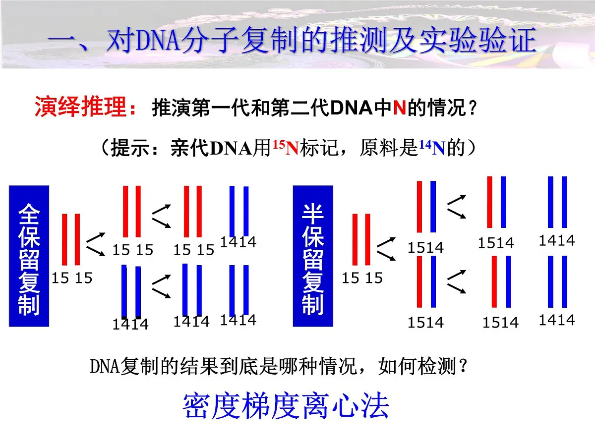 人教版 (新课标)高中生物 必修2 3-3《DNA的复制》课件第6页