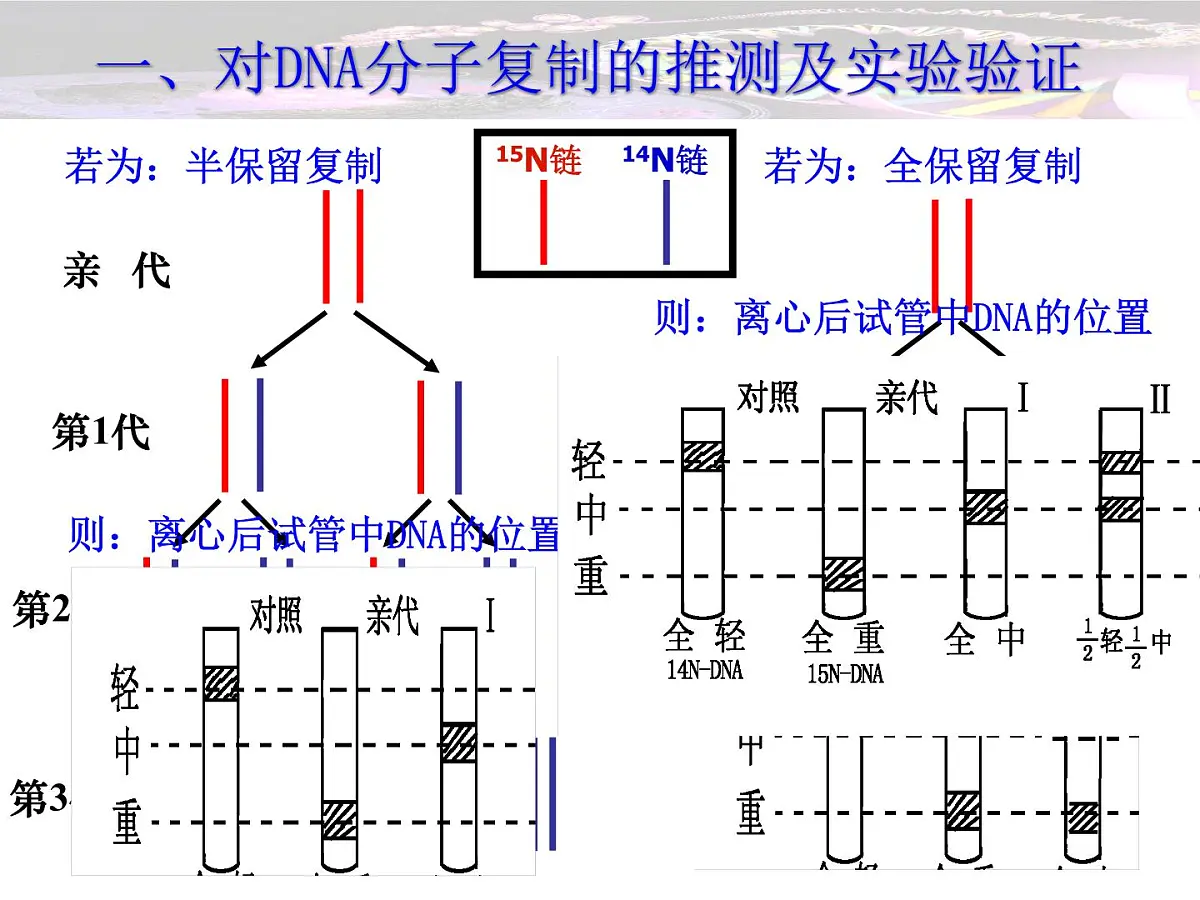 人教版 (新课标)高中生物 必修2 3-3《DNA的复制》课件第8页