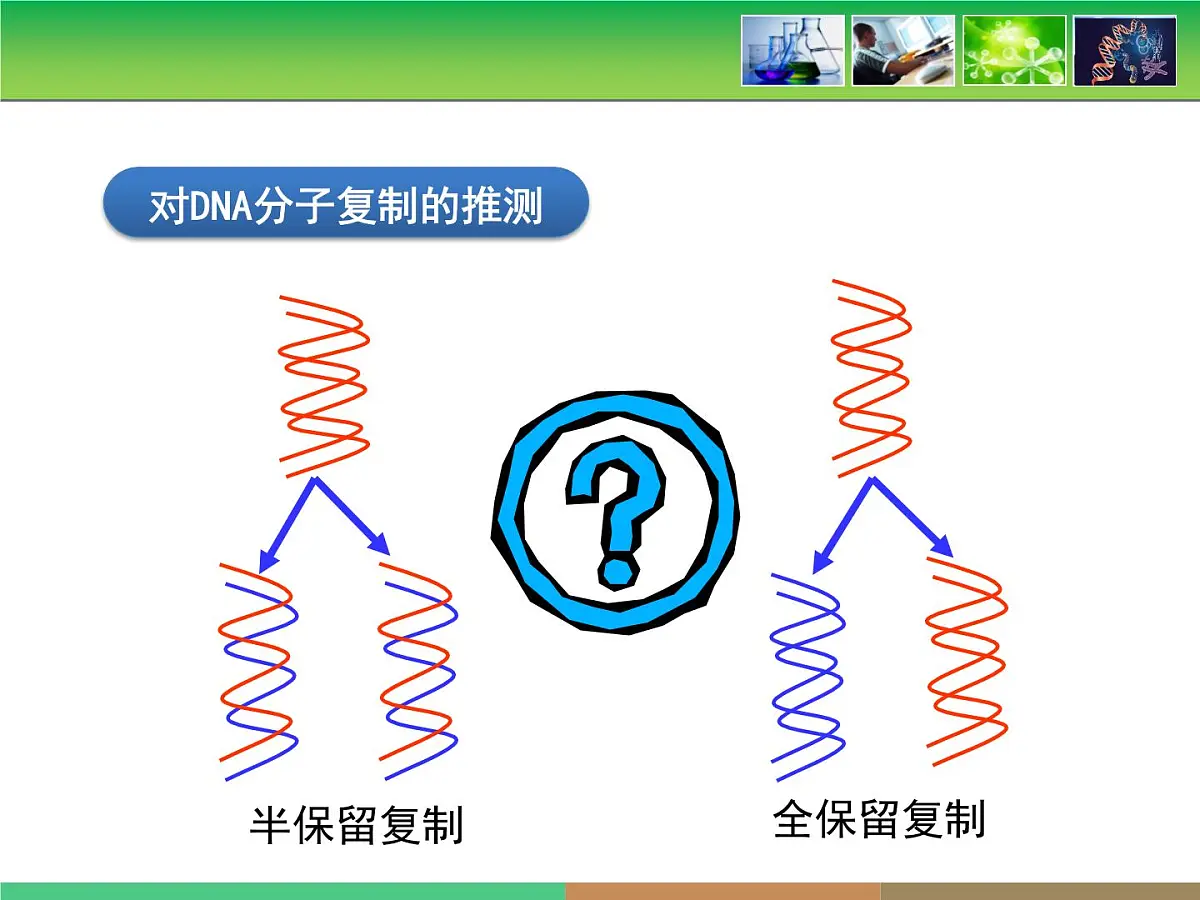 人教版 (新课标)高中生物 必修2 3-3《DNA的复制》课件第6页