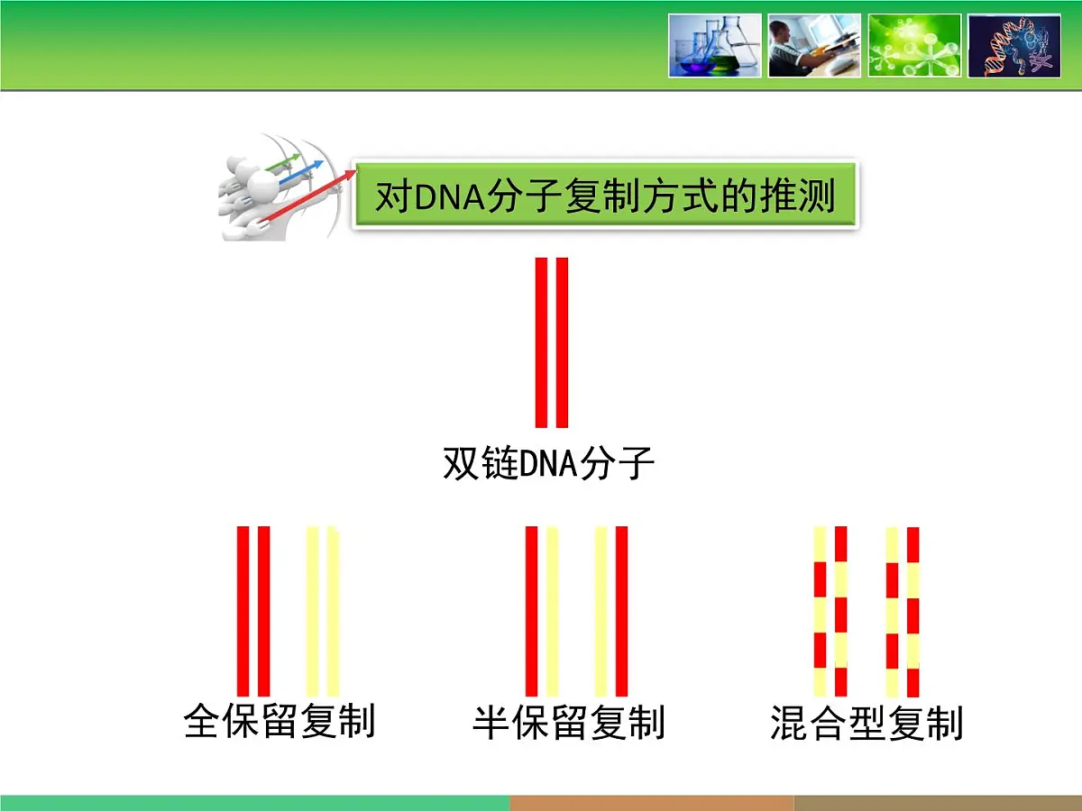 人教版 (新课标)高中生物 必修2 3-3《DNA的复制》课件第7页