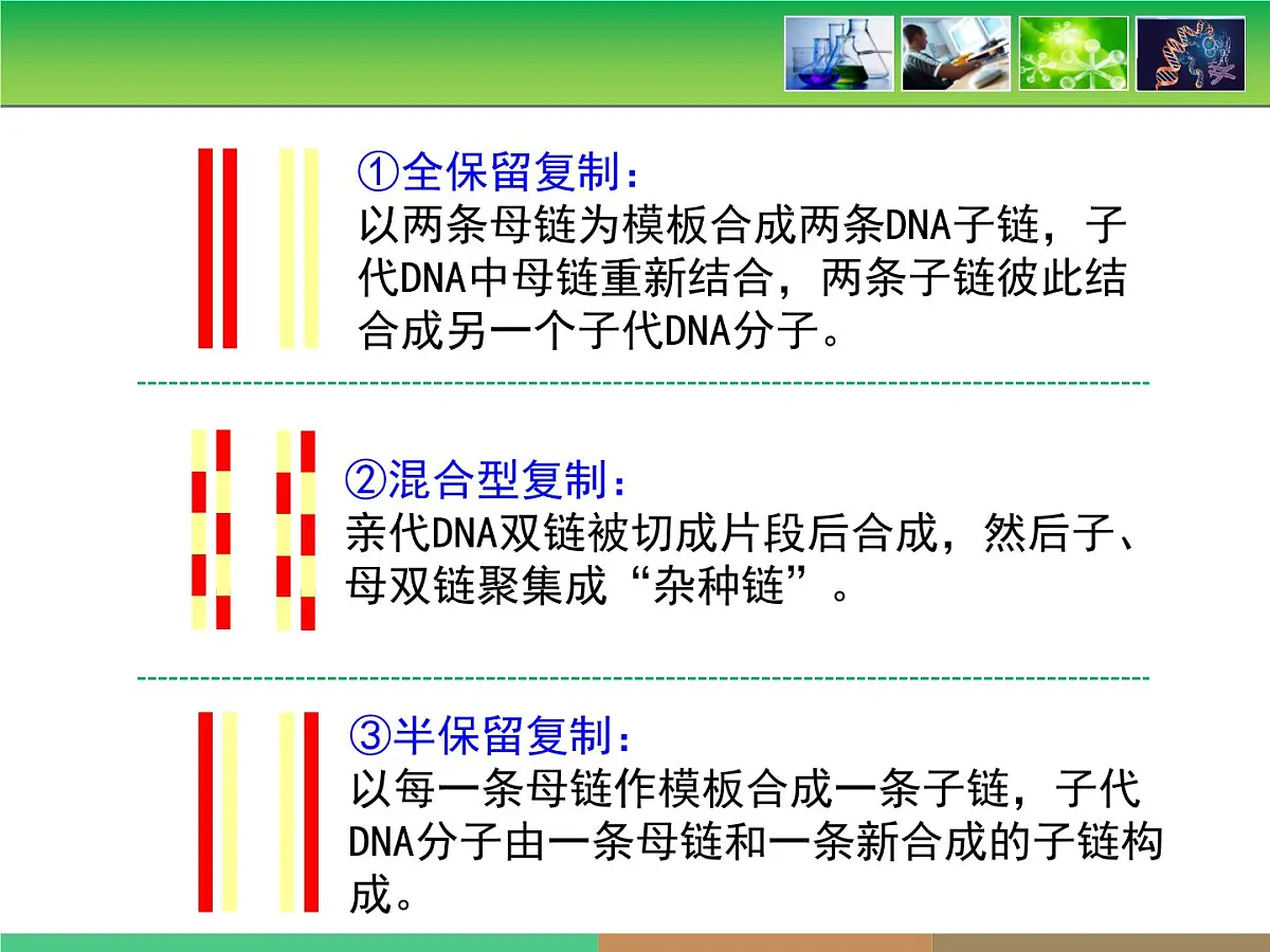人教版 (新课标)高中生物 必修2 3-3《DNA的复制》课件第8页