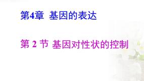 人教版 (新课标)必修2《遗传与进化》基因对性状的控制教课课件ppt