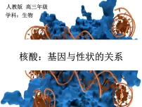 生物必修2《遗传与进化》基因对性状的控制复习ppt课件