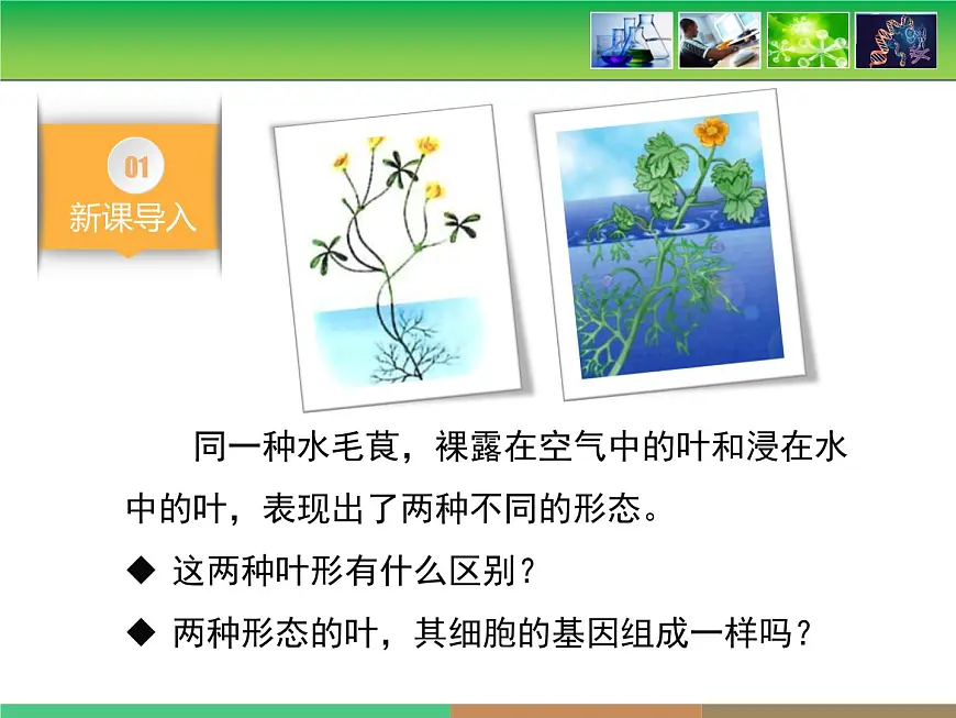 人教版 (新课标)高中生物 必修2 4-2《基因对性状的控制》课件第3页