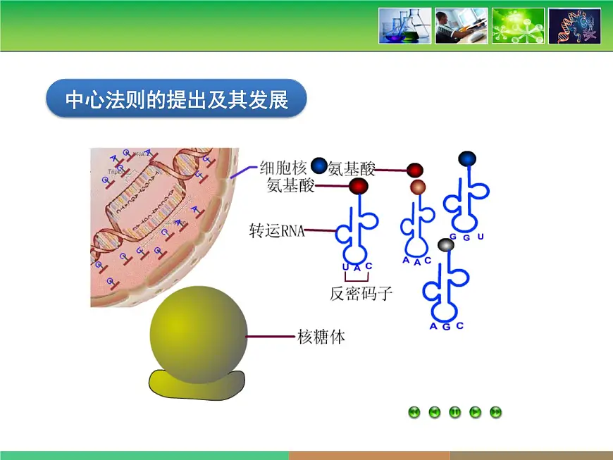 人教版 (新课标)高中生物 必修2 4-2《基因对性状的控制》课件第6页