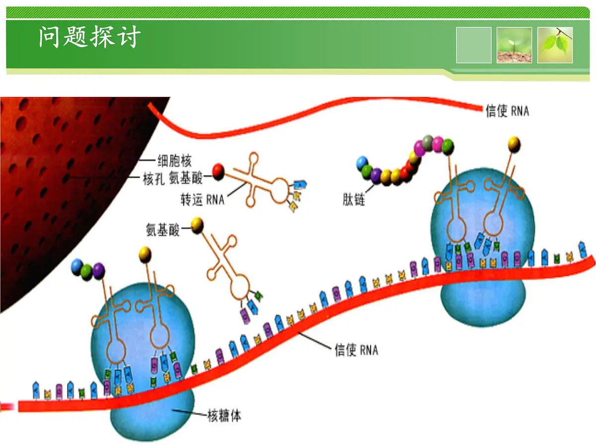 人教版 (新课标)高中生物 必修2 4-3《遗传密码的破译(选学)》课件第2页