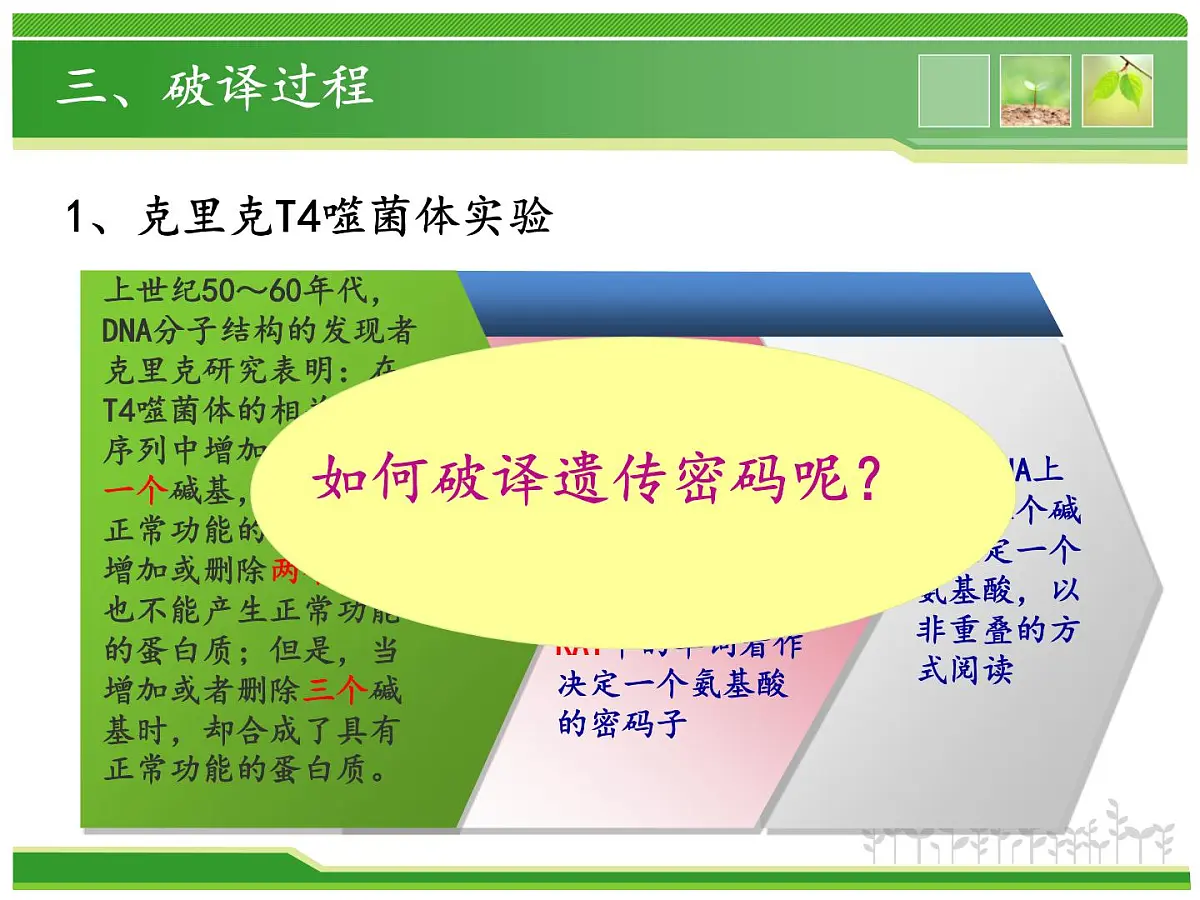 人教版 (新课标)高中生物 必修2 4-3《遗传密码的破译(选学)》课件第8页