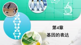 人教版 (新课标)高中生物必修2 第四章《基因的表达》复习课件