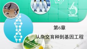 人教版 (新课标)高中生物必修2 第六章《从杂交育种到基因工程》复习课件