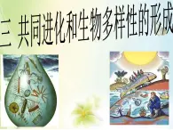人教版 (新課標)高中生物必修2 7-2-3《共同進化與生物多樣性的形成》課件