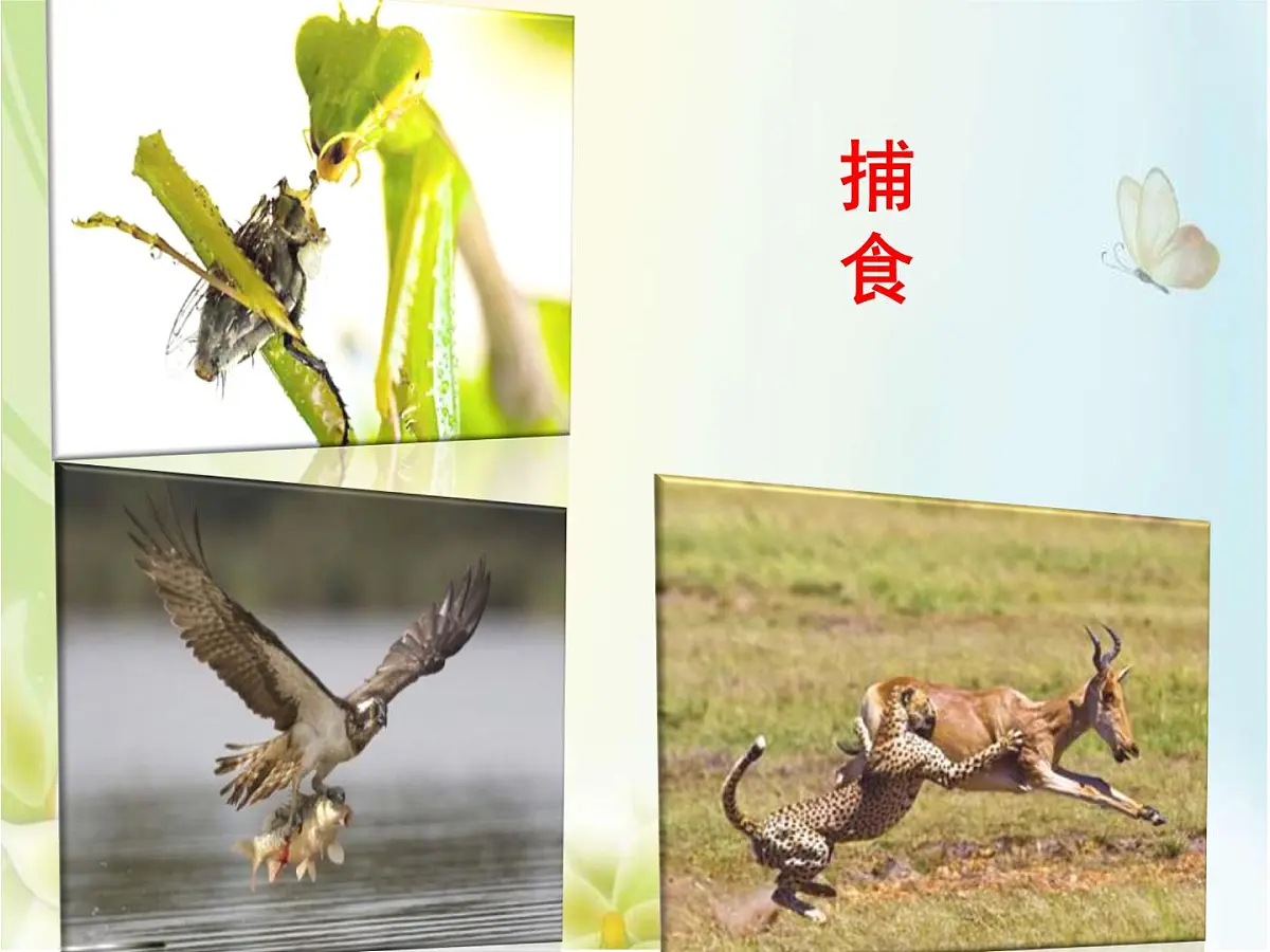 人教版 (新课标)高中生物必修2 7-2-3《共同进化与生物多样性的形成》课件第4页