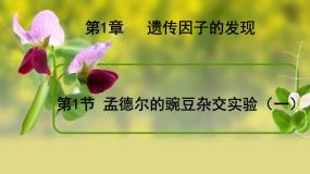 人教版 (新课标)必修2《遗传与进化》盂德尔的豌豆杂交实验(一)课前预习课件ppt