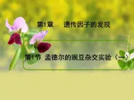 人教版 (新課標)高中生物 必修2 1-1《孟德爾的豌豆雜交實驗（一）》課件