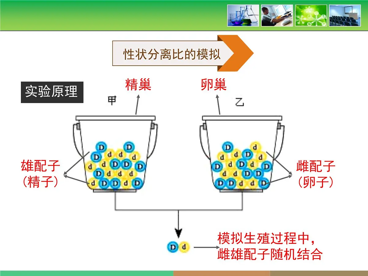 人教版 (新课标)高中生物 必修2 1-1《孟德尔的豌豆杂交实验(一)》第2课时教学课件第6页
