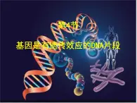 人教版 (新課標)高中生物必修2 3-4《基因是具有遺傳效應的DNA片段》課件