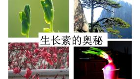 高中人教版 (新课标)生长素的生理作用课堂教学ppt课件