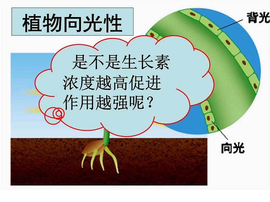 人教版 (新課標)高中生物必修3 3-2《生長素的生理作用》課件第3頁