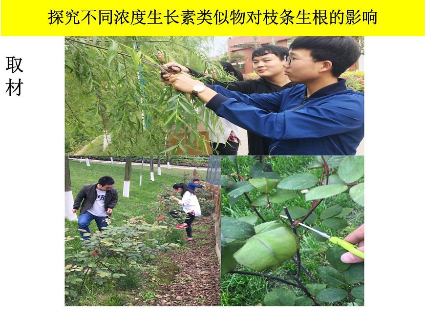 人教版 (新課標)高中生物必修3 3-2《生長素的生理作用》課件第6頁