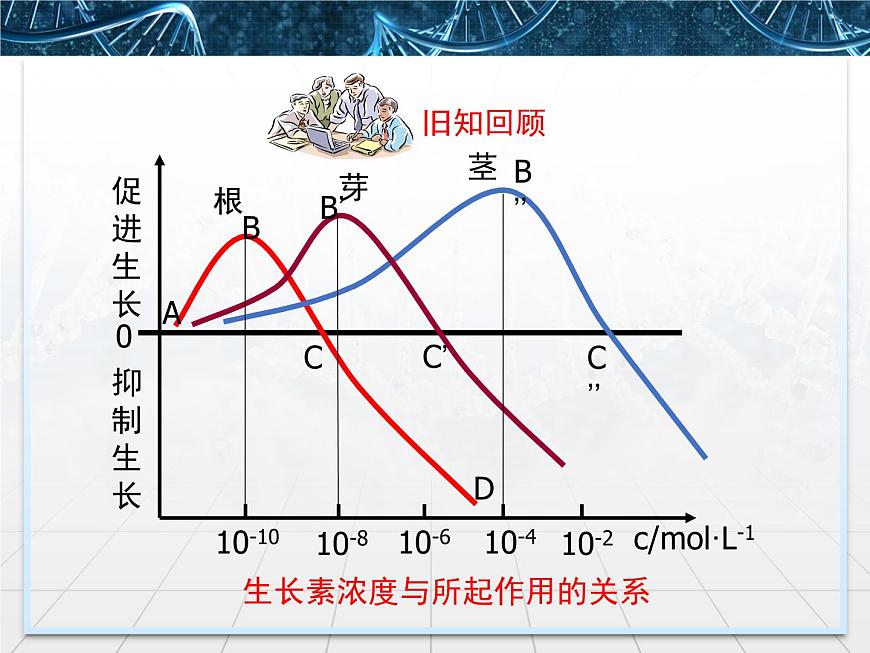 人教版 (新課標)高中生物必修3 3-2《生長素的生理作用》課件第4頁