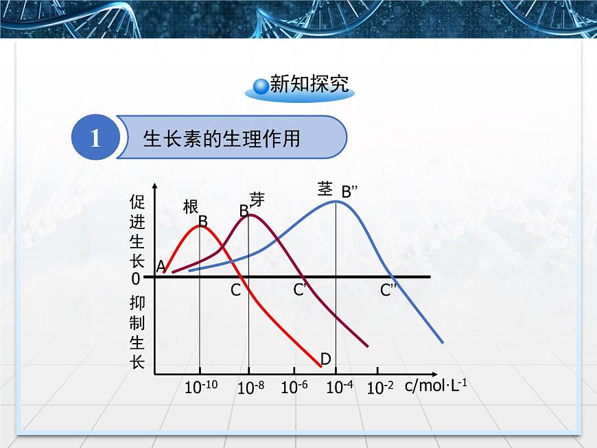 人教版 (新課標)高中生物必修3 3-2《生長素的生理作用》課件第7頁