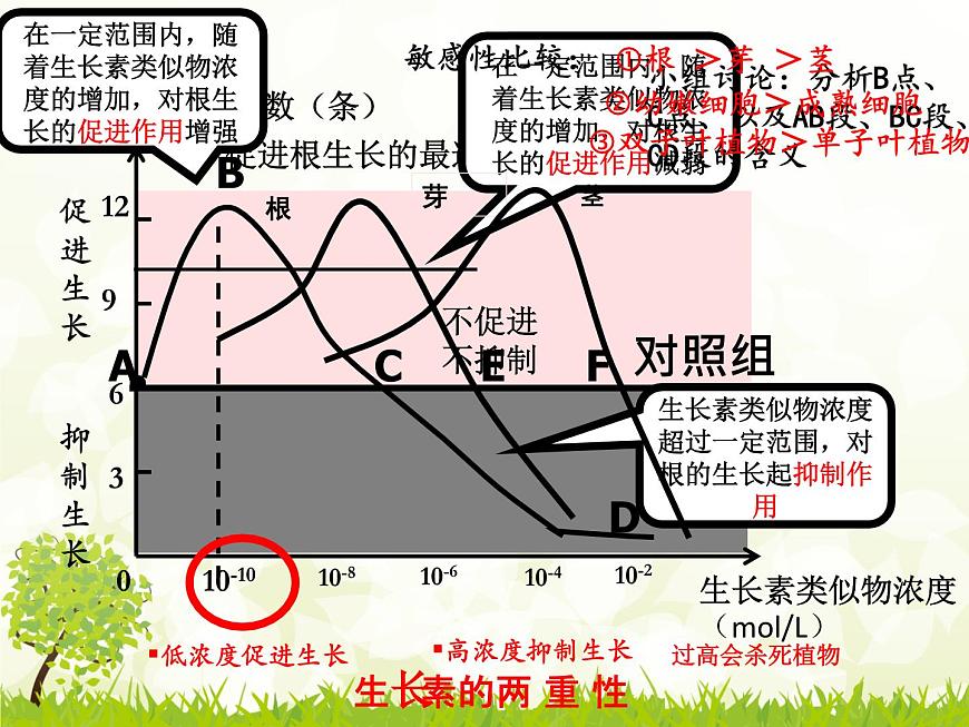 人教版 (新課標(biāo))高中生物必修3 3-2《生長(zhǎng)素的生理作用》課件第4頁(yè)