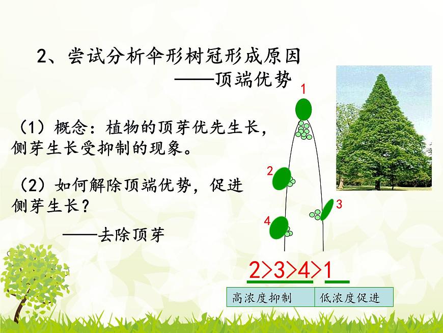 人教版 (新課標(biāo))高中生物必修3 3-2《生長(zhǎng)素的生理作用》課件第6頁(yè)