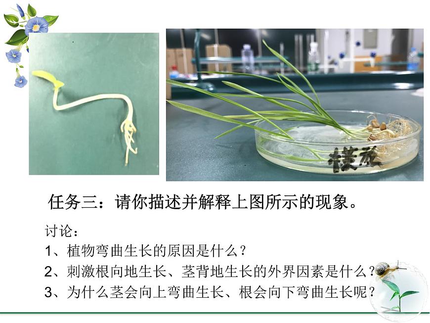 人教版 (新課標(biāo))高中生物必修3 3-2《生長(zhǎng)素的生理作用》課件第5頁(yè)