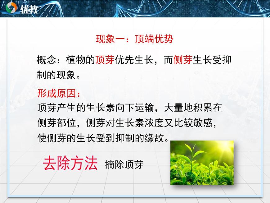 人教版 (新課標(biāo))高中生物必修3 3-2《生長(zhǎng)素的生理作用》課件第8頁(yè)