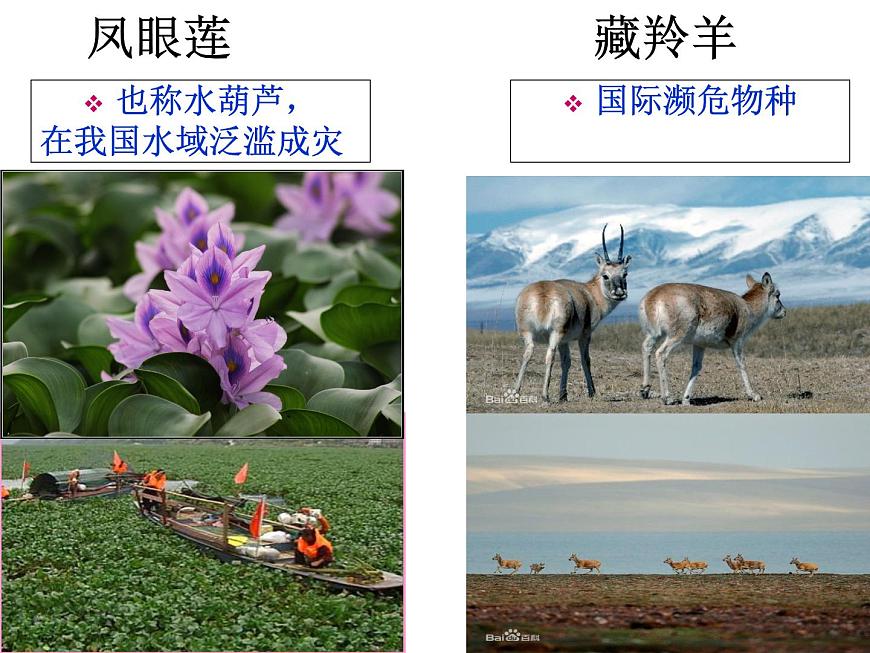 人教版 (新課標(biāo))高中生物必修3 4-2《種群數(shù)量的變化》課件第2頁